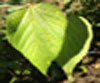 honeyberry tree