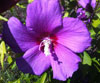Hibiscus