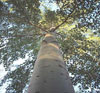 Hybrid White Poplar