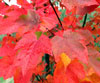 Red-Maple