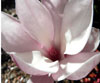 Saucer-Magnolia
