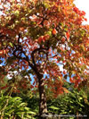 Persimmon