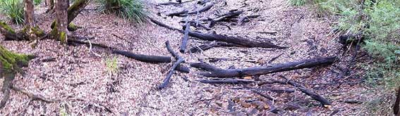 tree across river bed